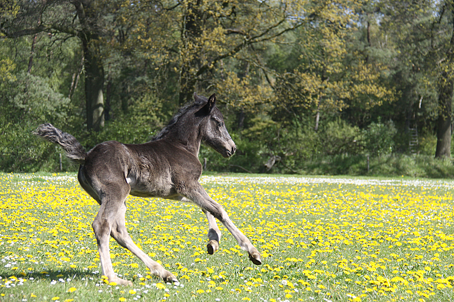 Onze pony’s